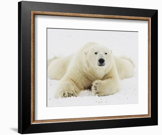 Polar bear lying in snow-John Conrad-Framed Photographic Print