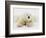 Polar bear lying in snow-John Conrad-Framed Photographic Print