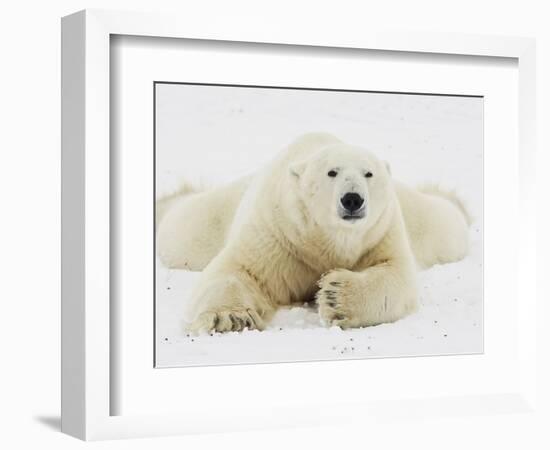 Polar bear lying in snow-John Conrad-Framed Photographic Print