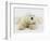 Polar bear lying in snow-John Conrad-Framed Photographic Print