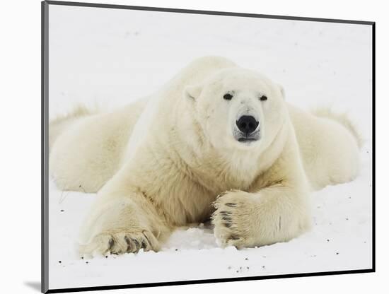 Polar bear lying in snow-John Conrad-Mounted Photographic Print