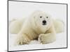 Polar bear lying in snow-John Conrad-Mounted Photographic Print