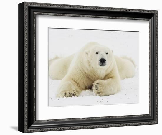 Polar bear lying in snow-John Conrad-Framed Photographic Print