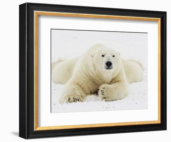 Polar bear lying in snow-John Conrad-Framed Photographic Print