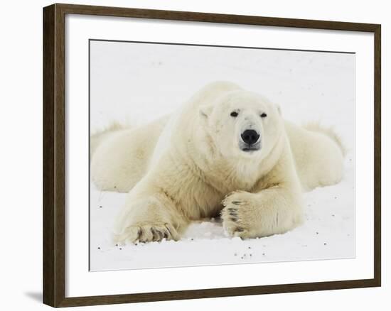 Polar bear lying in snow-John Conrad-Framed Photographic Print