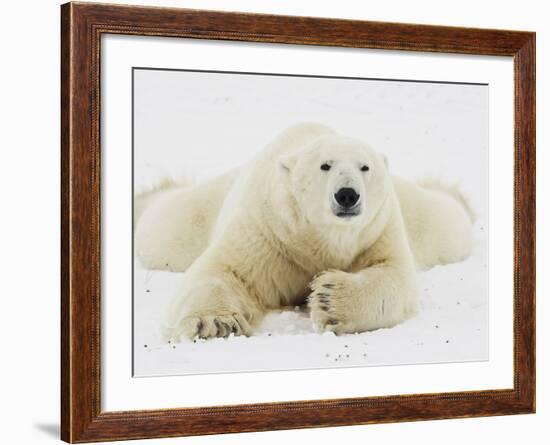 Polar bear lying in snow-John Conrad-Framed Photographic Print