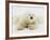 Polar bear lying in snow-John Conrad-Framed Photographic Print