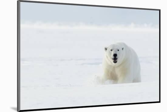 Polar bear male in snow. Svalbard, Norway, April-Danny Green-Mounted Photographic Print