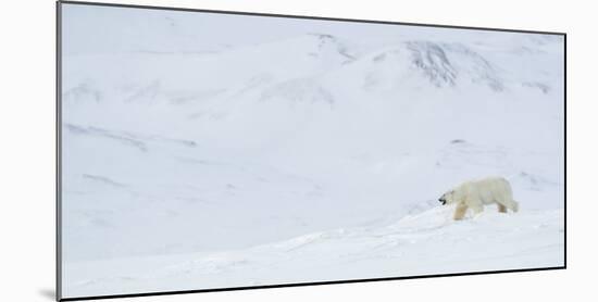 Polar bear male walking through snowy landscape, Svalbard-Danny Green-Mounted Photographic Print