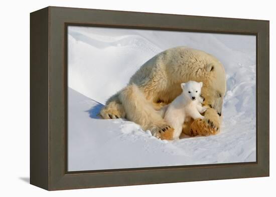 Polar Bear Mom an Cub-Howard Ruby-Framed Premier Image Canvas