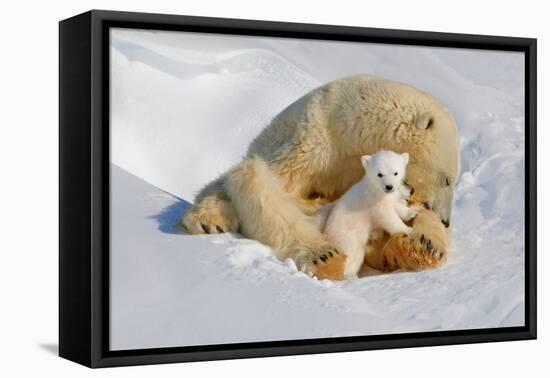 Polar Bear Mom an Cub-Howard Ruby-Framed Premier Image Canvas