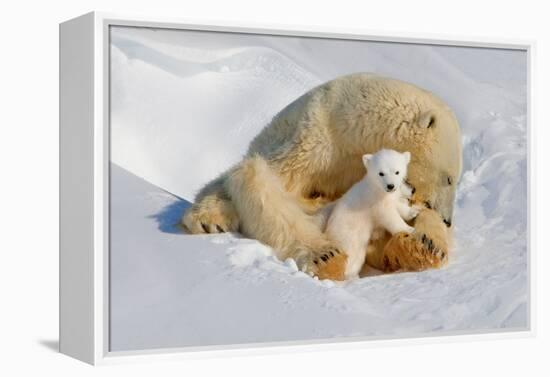 Polar Bear Mom an Cub-Howard Ruby-Framed Premier Image Canvas