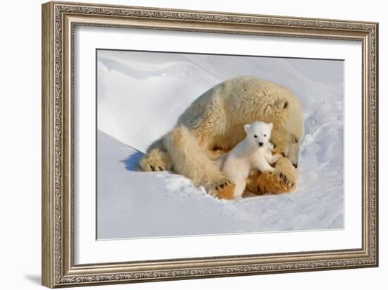 Polar Bear Mom an Cub-Howard Ruby-Framed Photographic Print