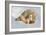 Polar Bear Mom an Cub-Howard Ruby-Framed Photographic Print