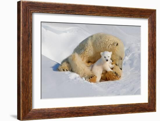 Polar Bear Mom an Cub-Howard Ruby-Framed Photographic Print