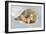 Polar Bear Mom an Cub-Howard Ruby-Framed Photographic Print