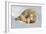 Polar Bear Mom an Cub-Howard Ruby-Framed Photographic Print