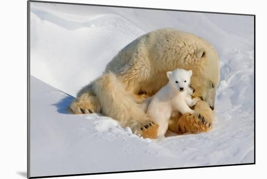 Polar Bear Mom an Cub-Howard Ruby-Mounted Photographic Print