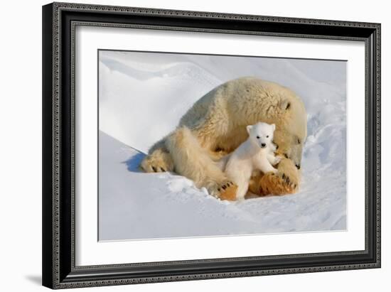 Polar Bear Mom an Cub-Howard Ruby-Framed Photographic Print