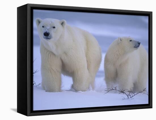 Polar Bear Mother and Cub in Churchill, Manitoba, Canada-Theo Allofs-Framed Premier Image Canvas