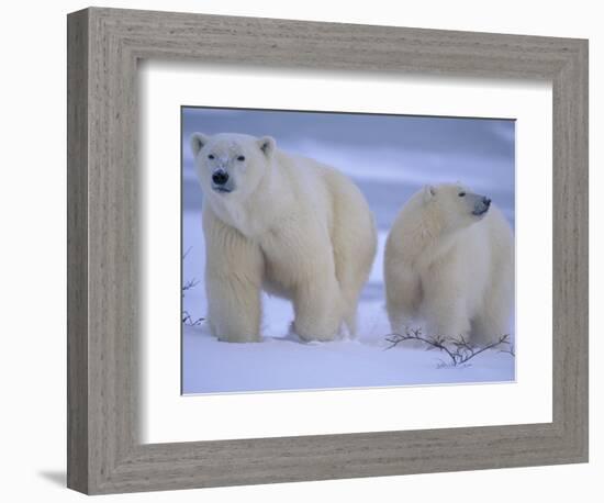 Polar Bear Mother and Cub in Churchill, Manitoba, Canada-Theo Allofs-Framed Photographic Print