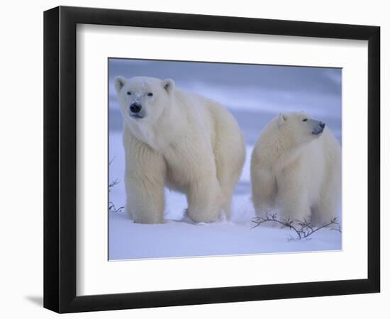 Polar Bear Mother and Cub in Churchill, Manitoba, Canada-Theo Allofs-Framed Photographic Print