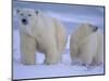 Polar Bear Mother and Cub in Churchill, Manitoba, Canada-Theo Allofs-Mounted Photographic Print