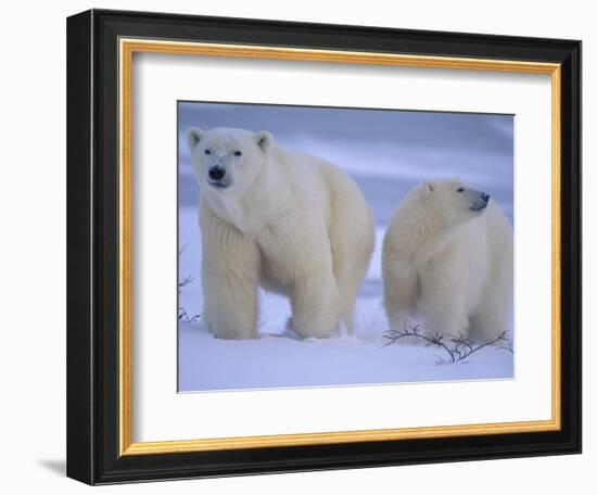 Polar Bear Mother and Cub in Churchill, Manitoba, Canada-Theo Allofs-Framed Photographic Print