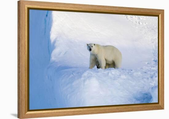 Polar Bear Mother And Cub-Louise Murray-Framed Premier Image Canvas