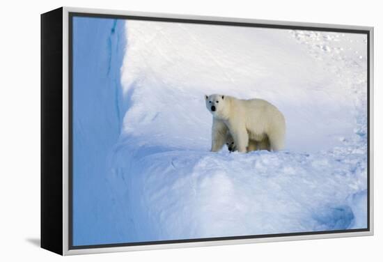 Polar Bear Mother And Cub-Louise Murray-Framed Premier Image Canvas