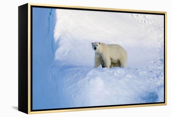 Polar Bear Mother And Cub-Louise Murray-Framed Premier Image Canvas