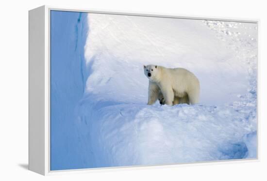 Polar Bear Mother And Cub-Louise Murray-Framed Premier Image Canvas