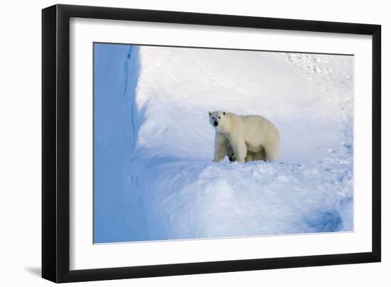 Polar Bear Mother And Cub-Louise Murray-Framed Photographic Print