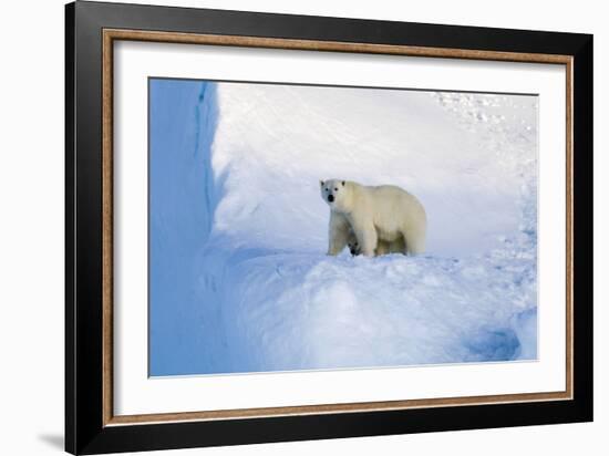 Polar Bear Mother And Cub-Louise Murray-Framed Photographic Print