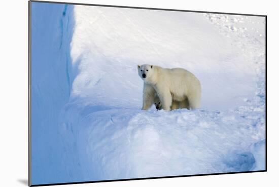 Polar Bear Mother And Cub-Louise Murray-Mounted Photographic Print