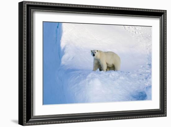 Polar Bear Mother And Cub-Louise Murray-Framed Photographic Print