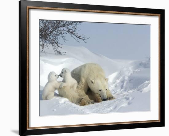 Polar Bear Mother with Twin Cubs, Wapusk National Park, Churchill, Manitoba, Canada-Thorsten Milse-Framed Photographic Print