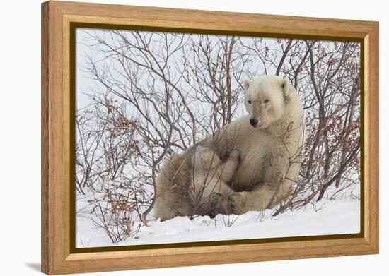 Polar Bear Nursing Cub (Ursus Maritimus) , Wapusk Nat'l Pk, Churchill, Hudson Bay, Manitoba, Canada-David Jenkins-Framed Premier Image Canvas