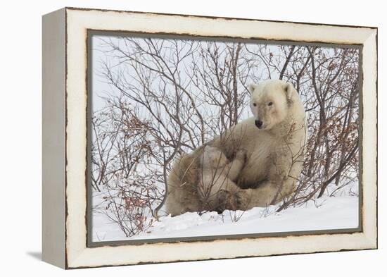 Polar Bear Nursing Cub (Ursus Maritimus) , Wapusk Nat'l Pk, Churchill, Hudson Bay, Manitoba, Canada-David Jenkins-Framed Premier Image Canvas