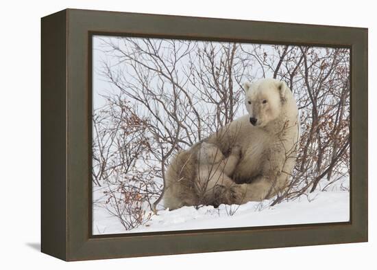 Polar Bear Nursing Cub (Ursus Maritimus) , Wapusk Nat'l Pk, Churchill, Hudson Bay, Manitoba, Canada-David Jenkins-Framed Premier Image Canvas