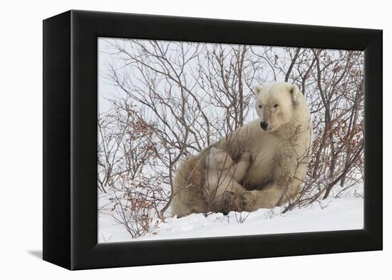 Polar Bear Nursing Cub (Ursus Maritimus) , Wapusk Nat'l Pk, Churchill, Hudson Bay, Manitoba, Canada-David Jenkins-Framed Premier Image Canvas