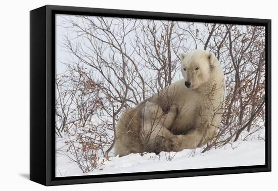 Polar Bear Nursing Cub (Ursus Maritimus) , Wapusk Nat'l Pk, Churchill, Hudson Bay, Manitoba, Canada-David Jenkins-Framed Premier Image Canvas