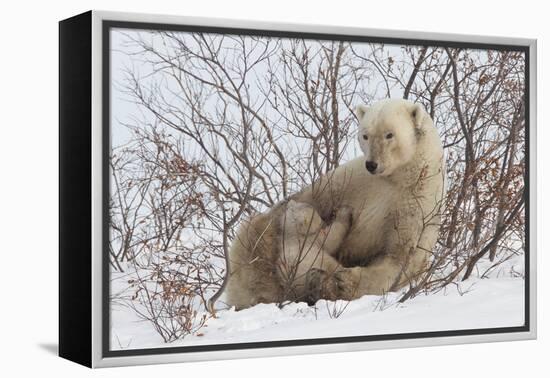 Polar Bear Nursing Cub (Ursus Maritimus) , Wapusk Nat'l Pk, Churchill, Hudson Bay, Manitoba, Canada-David Jenkins-Framed Premier Image Canvas