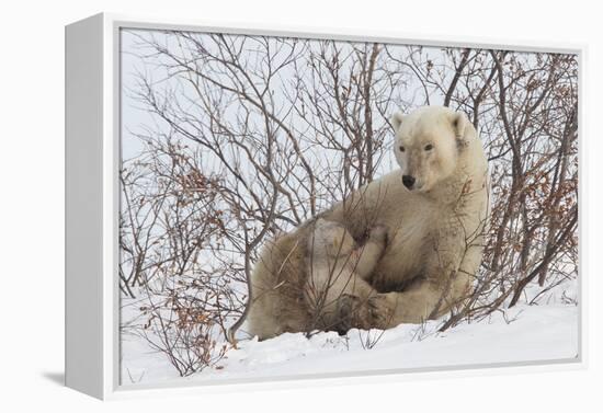 Polar Bear Nursing Cub (Ursus Maritimus) , Wapusk Nat'l Pk, Churchill, Hudson Bay, Manitoba, Canada-David Jenkins-Framed Premier Image Canvas