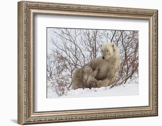 Polar Bear Nursing Cub (Ursus Maritimus) , Wapusk Nat'l Pk, Churchill, Hudson Bay, Manitoba, Canada-David Jenkins-Framed Photographic Print