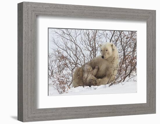 Polar Bear Nursing Cub (Ursus Maritimus) , Wapusk Nat'l Pk, Churchill, Hudson Bay, Manitoba, Canada-David Jenkins-Framed Photographic Print