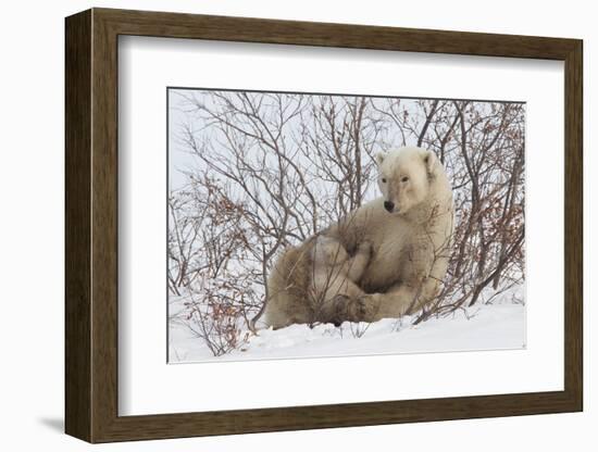 Polar Bear Nursing Cub (Ursus Maritimus) , Wapusk Nat'l Pk, Churchill, Hudson Bay, Manitoba, Canada-David Jenkins-Framed Photographic Print