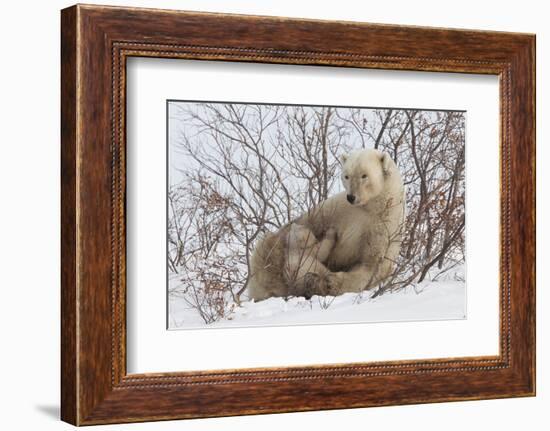 Polar Bear Nursing Cub (Ursus Maritimus) , Wapusk Nat'l Pk, Churchill, Hudson Bay, Manitoba, Canada-David Jenkins-Framed Photographic Print