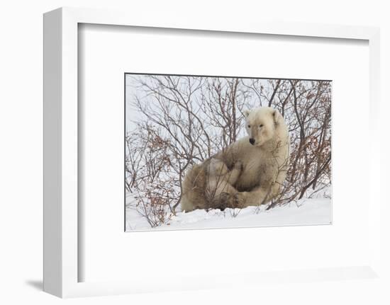 Polar Bear Nursing Cub (Ursus Maritimus) , Wapusk Nat'l Pk, Churchill, Hudson Bay, Manitoba, Canada-David Jenkins-Framed Photographic Print