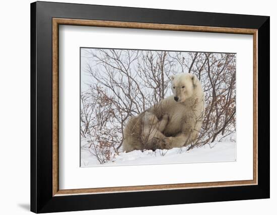 Polar Bear Nursing Cub (Ursus Maritimus) , Wapusk Nat'l Pk, Churchill, Hudson Bay, Manitoba, Canada-David Jenkins-Framed Photographic Print